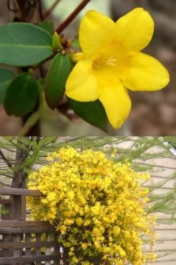 Swamp Carolina Jasmine (Jessamine) - Gelsemium Rankinii - 2 Gallon Pot -Outdoor Garden Store Jasmine rankinii Swamp Jessamine 1