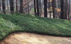 Blue Pacific Juniper - 1 Gallon Pot -Outdoor Garden Store Juniper Blue Pacific 1