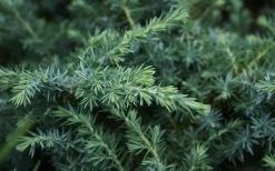 Blue Pacific Juniper - 1 Gallon Pot -Outdoor Garden Store Juniper Blue Pacific 12 1