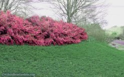 Blue Pacific Juniper - 1 Gallon Pot -Outdoor Garden Store Juniper Blue Pacific 16 1