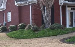 Green Mound Juniper - 2 Gallon Pot 13 Green Mound Juniper - 2 Gallon Pot -Outdoor Garden Store Juniper Green Mound 1