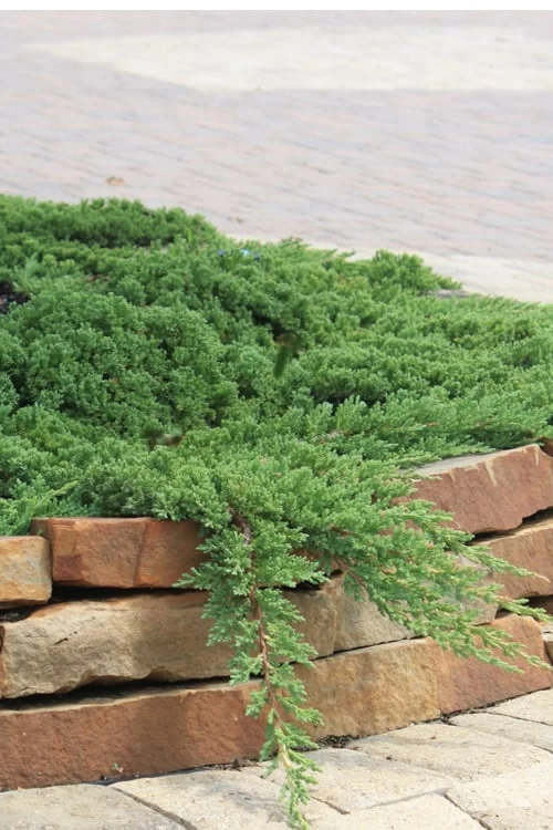 Green Mound Juniper - 2 Gallon Pot 3 Green Mound Juniper - 2 Gallon Pot