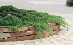 Green Mound Juniper - 2 Gallon Pot 14 Green Mound Juniper - 2 Gallon Pot -Outdoor Garden Store Juniper Green Mound 4 1