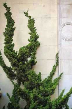 Hollywood Torulosa Juniper - 7 Gallon Pot (4-5') 13 Hollywood Torulosa Juniper - 7 Gallon Pot (4-5') -Outdoor Garden Store Juniper Hollywood 12