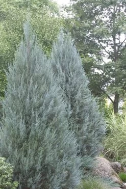 Moonglow Pyramidal Blue Juniper - 3 Gallon Pot 11 Moonglow Pyramidal Blue Juniper - 3 Gallon Pot -Outdoor Garden Store Juniper Moonglow 4