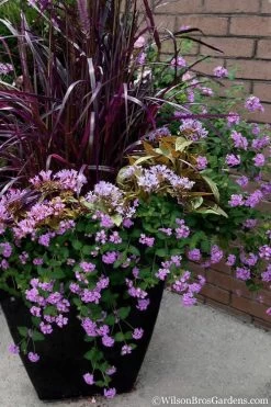 Trailing Lavender Lantana - 5 Pack Of Pint Pots -Outdoor Garden Store Lantana Trailing Lavender 16