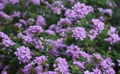 Trailing Lavender Lantana - 5 Pack Of Pint Pots -Outdoor Garden Store Lantana Trailing Lavender 2