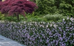 Trailing Lavender Lantana - 5 Pack Of Pint Pots -Outdoor Garden Store Lantana Trailing Lavender 22