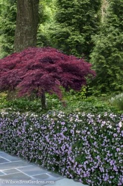 Trailing Lavender Lantana - 5 Pack Of Pint Pots -Outdoor Garden Store Lantana Trailing Lavender 23