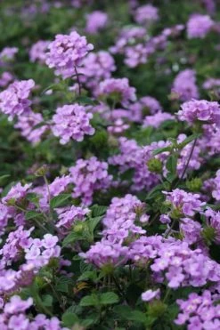 Trailing Lavender Lantana - 5 Pack Of Pint Pots -Outdoor Garden Store Lantana Trailing Lavender 500x750 1