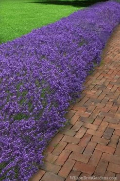Hidcote Blue English Lavender - 1 Gallon Pot 10 Hidcote Blue English Lavender - 1 Gallon Pot -Outdoor Garden Store Lavender Hidcote 1 1