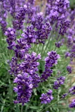 Hidcote Blue English Lavender - 1 Gallon Pot 11 Hidcote Blue English Lavender - 1 Gallon Pot -Outdoor Garden Store Lavender Hidcote 2 1