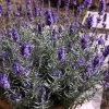 Hidcote Blue English Lavender - 1 Gallon Pot 1 Hidcote Blue English Lavender - 1 Gallon Pot -Outdoor Garden Store Lavender Hidcote 3 1