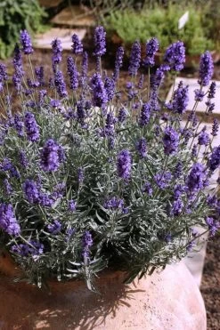 Hidcote Blue English Lavender - 1 Gallon Pot