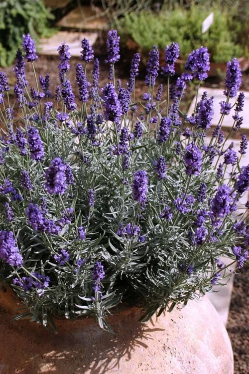 Hidcote Blue English Lavender - 5 Pack Of Quart Pots 6 Hidcote Blue English Lavender - 5 Pack Of Quart Pots - Image 4