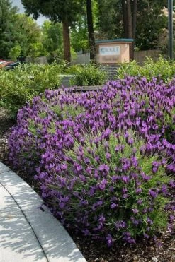 Otto Quast Spanish Lavender - 5 Pack Of Quart Pots 11 Otto Quast Spanish Lavender - 5 Pack Of Quart Pots -Outdoor Garden Store Lavender Otto Quast 23