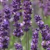 Phenomenal Lavender - 10" Patio Pot -Outdoor Garden Store Lavender Phenomenal 10