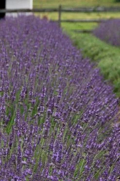 Phenomenal Lavender - 10" Patio Pot -Outdoor Garden Store Lavender Phenomenal 11