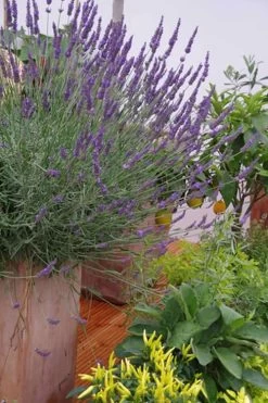 Phenomenal Lavender - 1 Gallon Pot 12 Phenomenal Lavender - 1 Gallon Pot -Outdoor Garden Store Lavender Phenomenal 12 1