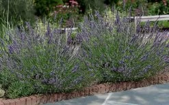 Phenomenal Lavender - 1 Gallon Pot 11 Phenomenal Lavender - 1 Gallon Pot -Outdoor Garden Store Lavender Phenomenal 13 1