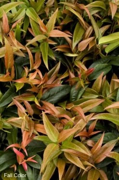 Scarletta Fetterbush - Leucothoe Fontanesiana 'Zeblid' - 1 Gallon Pot -Outdoor Garden Store Leucothoe Scarletta 2