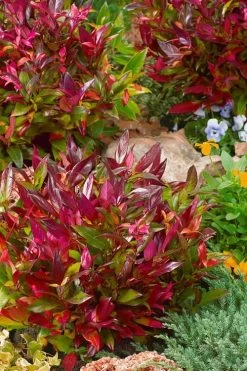 Scarletta Fetterbush - Leucothoe Fontanesiana 'Zeblid' - 1 Gallon Pot -Outdoor Garden Store Leucothoe Scarletta 4