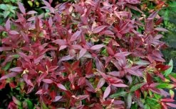 Scarletta Fetterbush - Leucothoe Fontanesiana 'Zeblid' - 1 Gallon Pot -Outdoor Garden Store Leucothoe Scarletta 5