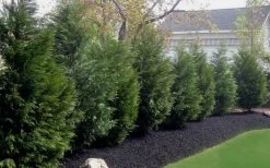 Leyland Cypress - 1 Gallon Pot 11 Leyland Cypress - 1 Gallon Pot -Outdoor Garden Store Leyland Cypress 50