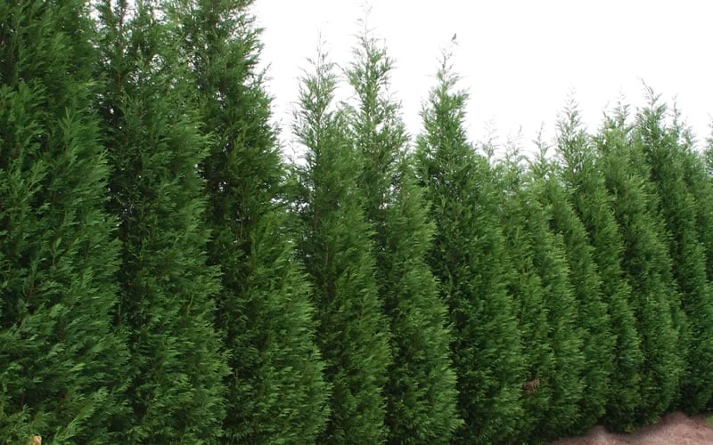 Leyland Cypress - 1 Gallon Pot 7 Leyland Cypress - 1 Gallon Pot - Image 5