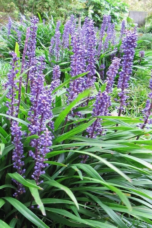 Emerald Goddess Liriope (Lilyturf) - 1 Gallon Pot 3 Emerald Goddess Liriope (Lilyturf) - 1 Gallon Pot