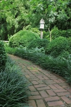 Emerald Goddess Liriope (Lilyturf) - 1 Gallon Pot 12 Emerald Goddess Liriope (Lilyturf) - 1 Gallon Pot -Outdoor Garden Store Liriope Emerald Goddess 2