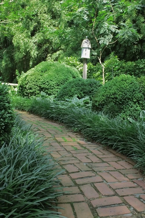 Emerald Goddess Liriope (Lilyturf) - 1 Gallon Pot 6 Emerald Goddess Liriope (Lilyturf) - 1 Gallon Pot - Image 4