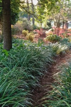 Emerald Goddess Liriope (Lilyturf) - 1 Gallon Pot 14 Emerald Goddess Liriope (Lilyturf) - 1 Gallon Pot -Outdoor Garden Store Liriope Emerald Goddess 500x750 1