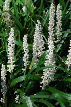 Monroe's White Liriope - Lilyturf - 18 Count Flat Of Pint Pots -Outdoor Garden Store Liriope Monroe White 10