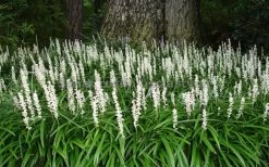 Monroe's White Liriope - Lilyturf - 18 Count Flat Of Pint Pots -Outdoor Garden Store Liriope Monroe White Landscape