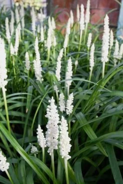Monroe's White Liriope (Lilyturf) - 6 Pack Of 1 Gallon Pots -Outdoor Garden Store Liriope Monroes White 500x750 1