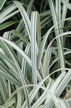 Silver Dragon Liriope - Lilyturf - 6 Pack Of Pint Pots -Outdoor Garden Store Liriope Silver Dragon 11