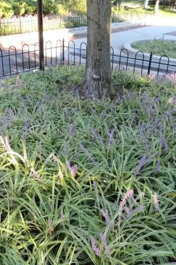 Variegated Liriope (Monkey Grass / Lilyturf) - 6 Pack Of 1 Gallon Pots -Outdoor Garden Store Liriope Variegata 6