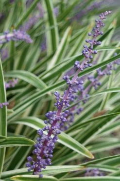 Variegated Liriope - Lilyturf - 72 Pack Of 3.5" Pint Pots -Outdoor Garden Store Liriope Variegata 7 1