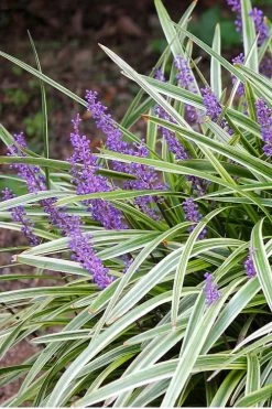 Variegated Liriope - Lilyturf - 72 Pack Of 3.5" Pint Pots -Outdoor Garden Store Liriope Variegated 15 1