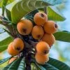 Loquat Tree - Eriobotrya Japonica - 3 Gallon Pot -Outdoor Garden Store Loquat 10