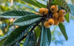 Loquat Tree - Eriobotrya Japonica - 3 Gallon Pot -Outdoor Garden Store Loquat 12