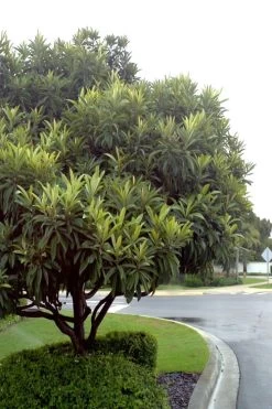 Loquat Tree - Eriobotrya Japonica - 3 Gallon Pot -Outdoor Garden Store Loquat Tree 500x750 1