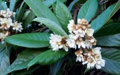 Loquat Tree - Eriobotrya Japonica - 3 Gallon Pot -Outdoor Garden Store Loquat Tree Flowers