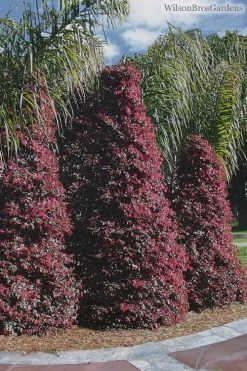 Zhuzhou Loropetalum (Chinese Fringeflower) - 3 Gallon Pot 15 Zhuzhou Loropetalum (Chinese Fringeflower) - 3 Gallon Pot -Outdoor Garden Store Loropetalum ZhuZhou 22