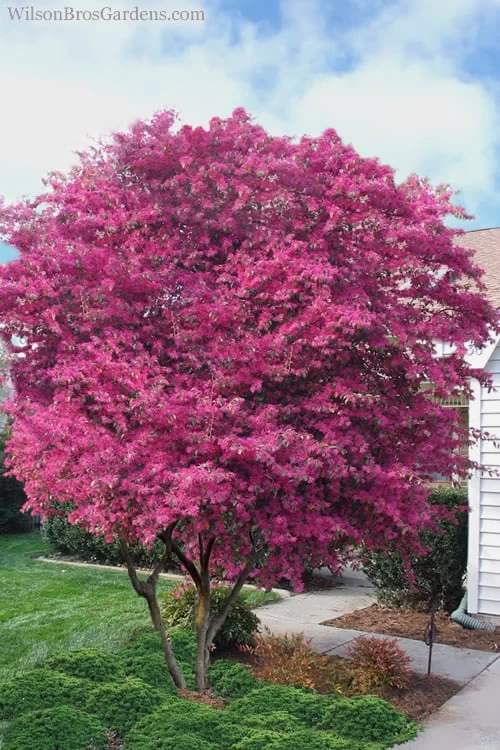 Zhuzhou Loropetalum (Chinese Fringeflower) - 3 Gallon Pot 6 Zhuzhou Loropetalum (Chinese Fringeflower) - 3 Gallon Pot - Image 4