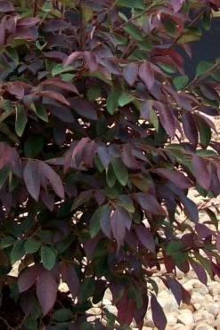 Zhuzhou Loropetalum (Chinese Fringeflower) - 3 Gallon Pot 17 Zhuzhou Loropetalum (Chinese Fringeflower) - 3 Gallon Pot -Outdoor Garden Store Loropetalum ZhuZhou 25