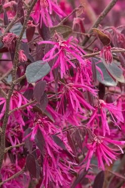 Zhuzhou Loropetalum (Chinese Fringeflower) - 3 Gallon Pot 19 Zhuzhou Loropetalum (Chinese Fringeflower) - 3 Gallon Pot -Outdoor Garden Store Loropetalum ZhuZhou BS