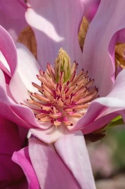 Ann Magnolia Tulip Tree - 5 Gallon Pot 16 Ann Magnolia Tulip Tree - 5 Gallon Pot -Outdoor Garden Store Magnolia Ann 31 1