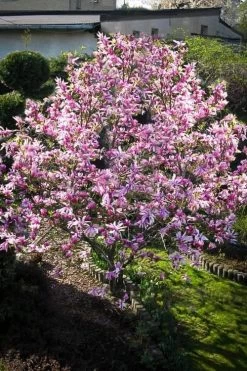 Betty Magnolia Tulip Tree - 1 Gallon Pot 14 Betty Magnolia Tulip Tree - 1 Gallon Pot -Outdoor Garden Store Magnolia Betty 7